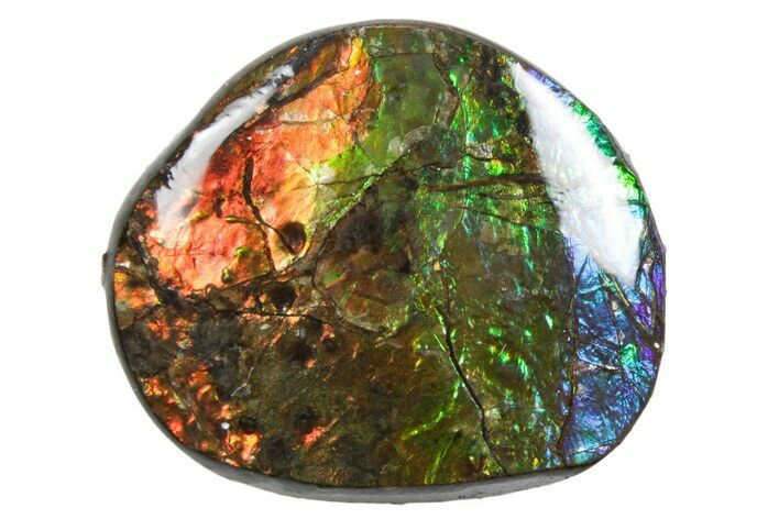 Iridescent Ammolite (Fossil Ammonite Shell) - Alberta #357448